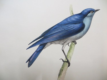 museum gravure ornithologie1v2